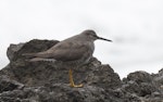 Wandering tattler. Nonbreeding adult. Tapotupotu Bay, Far North, October 2023. Image © Bill Abbott by Bill Abbott.