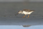 Terek sandpiper. Eating crab. Awarua Bay, July 2023. Image © Glenda Rees by Glenda Rees.