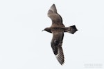 Arctic skua. Immature dark morph, dorsal. The Petrel Station pelagic offshore from Tutukaka, December 2023. Image © Scott Brooks, www.thepetrelstation.nz by Scott Brooks.