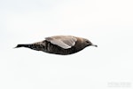 Arctic skua. Immature dark morph in flight, side view. The Petrel Station pelagic offshore from Tutukaka, December 2023. Image © Scott Brooks, www.thepetrelstation.nz by Scott Brooks.