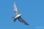 Grey noddy. Adult in flight, ventral. The Petrel Station pelagic offshore from Tutukaka, December 2023. Image © Scott Brooks, www.thepetrelstation.nz by Scott Brooks.