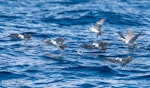 Grey noddy. Small flock feeding on ocean surface. The Petrel Station pelagic offshore from Tutukaka, February 2023. Image © Scott Brooks, www.thepetrelstation.nz by Scott Brooks.