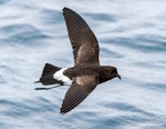 New Zealand storm petrel | Takahikare-raro. Adult in flight, dorsal. The Petrel Station pelagic offshore from Tutukaka, April 2023. Image © Scott Brooks, www.thepetrelstation.nz by Scott Brooks.