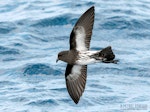 New Zealand storm petrel | Takahikare-raro. Adult in flight, ventral. The Petrel Station pelagic offshore from Tutukaka, January 2023. Image © Scott Brooks, www.thepetrelstation.nz by Scott Brooks.
