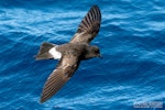 New Zealand storm petrel | Takahikare-raro. Adult in flight, dorsal. The Petrel Station pelagic offshore from Tutukaka, April 2023. Image © Scott Brooks, www.thepetrelstation.nz by Scott Brooks.