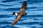 New Zealand storm petrel | Takahikare-raro. Adult in flight, dorsal. The Petrel Station pelagic offshore from Tutukaka, May 2023. Image © Scott Brooks, www.thepetrelstation.nz by Scott Brooks.