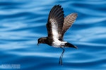 New Zealand storm petrel | Takahikare-raro. Adult in flight, ventral. The Petrel Station pelagic offshore from Tutukaka, March 2023. Image © Scott Brooks, www.thepetrelstation.nz by Scott Brooks.