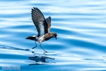 New Zealand storm petrel | Takahikare-raro. Adult skipping across ocean surface. The Petrel Station pelagic offshore from Tutukaka, November 2023. Image © Scott Brooks, www.thepetrelstation.nz by Scott Brooks.