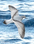Antarctic prion | Totorore. Adult in flight, dorsal. The Petrel Station pelagic offshore from Tutukaka, May 2023. Image © Scott Brooks, www.thepetrelstation.nz by Scott Brooks.