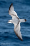 Antarctic prion | Totorore. Adult in flight, dorsal. The Petrel Station pelagic offshore from Tutukaka, May 2023. Image © Scott Brooks, www.thepetrelstation.nz by Scott Brooks.