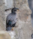 Pitt Island shag | Kawau o Rangihaute. Nonbreeding adult. Pitt Island, December 2020. Image © Les Feasey by Les Feasey.