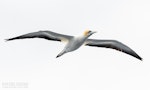 Australasian gannet | Tākapu. Adult in flight, ventral. The Petrel Station pelagic offshore from Tutukaka, December 2023. Image © Scott Brooks, www.thepetrelstation.nz by Scott Brooks.