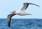 Australasian gannet | Tākapu. Adult in flight, ventral. The Petrel Station pelagic offshore from Tutukaka, August 2023. Image © Scott Brooks, www.thepetrelstation.nz by Scott Brooks.