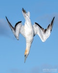 Australasian gannet | Tākapu. Adult plunge diving. The Petrel Station pelagic offshore from Tutukaka, April 2023. Image © Scott Brooks, www.thepetrelstation.nz by Scott Brooks.