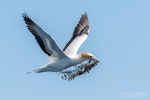 Australasian gannet | Tākapu. Adult in flight carrying nesting material. The Petrel Station pelagic offshore from Tutukaka, December 2023. Image © Scott Brooks, www.thepetrelstation.nz by Scott Brooks.