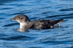 Common diving petrel | Kuaka. Adult on sea surface. The Petrel Station pelagic offshore from Tutukaka, October 2022. Image © Scott Brooks, www.thepetrelstation.nz by Scott Brooks.
