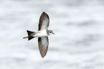 White-faced storm petrel | Takahikare. Adult in flight, ventral. The Petrel Station pelagic offshore from Tutukaka, December 2023. Image © Scott Brooks, www.thepetrelstation.nz by Scott Brooks.