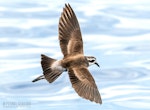 White-faced storm petrel | Takahikare. Adult in flight, dorsal. The Petrel Station pelagic offshore from Tutukaka, January 2022. Image © Scott Brooks, www.thepetrelstation.nz by Scott Brooks.