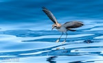 White-faced storm petrel | Takahikare. Adult skipping across ocean surface. The Petrel Station pelagic offshore from Tutukaka, November 2023. Image © Scott Brooks, www.thepetrelstation.nz by Scott Brooks.