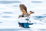 White-faced storm petrel | Takahikare. Adult feeding on ocean surface. The Petrel Station pelagic offshore from Tutukaka, February 2024. Image © Scott Brooks, www.thepetrelstation.nz by Scott Brooks.