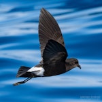 Wilson's storm petrel. Adult in flight. The Petrel Station pelagic offshore from Tutukaka, April 2023. Image © Scott Brooks, www.thepetrelstation.nz by Scott Brooks.