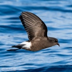 Wilson's storm petrel. Adult in flight, ventral. The Petrel Station pelagic offshore from Tutukaka, May 2023. Image © Scott Brooks, www.thepetrelstation.nz by Scott Brooks.
