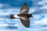 Wilson's storm petrel. Adult in flight, dorsal. The Petrel Station pelagic offshore from Tutukaka, February 2022. Image © Scott Brooks, www.thepetrelstation.nz by Scott Brooks.