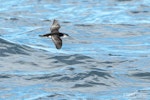 Little shearwater | Totorore. Adult in flight, dorsal. The Petrel Station pelagic offshore from Tutukaka, October 2023. Image © Scott Brooks, www.thepetrelstation.nz by Scott Brooks.
