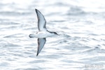 Little shearwater | Totorore. Adult in flight, ventral. The Petrel Station pelagic offshore from Tutukaka, December 2023. Image © Scott Brooks, www.thepetrelstation.nz by Scott Brooks.
