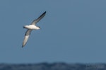Little shearwater | Totorore. Adult in flight, ventral. The Petrel Station pelagic offshore from Tutukaka, August 2023. Image © Scott Brooks, www.thepetrelstation.nz by Scott Brooks.