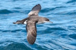 Fluttering shearwater | Pakahā. Adult in flight, dorsal. The Petrel Station pelagic offshore from Tutukaka, October 2023. Image © Scott Brooks, www.thepetrelstation.nz by Scott Brooks.
