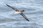 Fluttering shearwater | Pakahā. Adult in flight, ventral. The Petrel Station pelagic offshore from Tutukaka, October 2023. Image © Scott Brooks, www.thepetrelstation.nz by Scott Brooks.