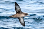 Sooty shearwater | Tītī. Adult in flight, ventral. The Petrel Station pelagic offshore from Tutukaka, October 2023. Image © Scott Brooks, www.thepetrelstation.nz by Scott Brooks.