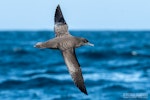Sooty shearwater | Tītī. Adult in flight, dorsal. The Petrel Station pelagic offshore from Tutukaka, October 2023. Image © Scott Brooks, www.thepetrelstation.nz by Scott Brooks.