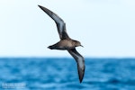 Sooty shearwater | Tītī. Adult in flight, ventral. The Petrel Station pelagic offshore from Tutukaka, November 2023. Image © Scott Brooks, www.thepetrelstation.nz by Scott Brooks.
