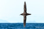 Sooty shearwater | Tītī. Adult in flight, dorsal. The Petrel Station pelagic offshore from Tutukaka, November 2023. Image © Scott Brooks, www.thepetrelstation.nz by Scott Brooks.