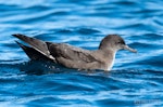 Sooty shearwater | Tītī. Adult on sea surface. The Petrel Station pelagic offshore from Tutukaka, October 2023. Image © Scott Brooks, www.thepetrelstation.nz by Scott Brooks.