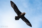 Black petrel | Tāiko. Adult in flight, ventral. The Petrel Station pelagic offshore from Tutukaka, March 2024. Image © Scott Brooks, www.thepetrelstation.nz by Scott Brooks.