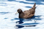 Black petrel | Tāiko. Adult on sea surface. The Petrel Station pelagic offshore from Tutukaka, November 2023. Image © Scott Brooks, www.thepetrelstation.nz by Scott Brooks.