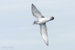 Fairy prion | Tītī wainui. Adult in flight, ventral. The Petrel Station pelagic offshore from Tutukaka, November 2023. Image © Scott Brooks, www.thepetrelstation.nz by Scott Brooks.
