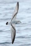 Fairy prion | Tītī wainui. Adult in flight, dorsal. The Petrel Station pelagic offshore from Tutukaka, April 2023. Image © Scott Brooks, www.thepetrelstation.nz by Scott Brooks.