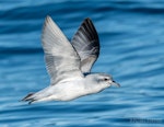 Fairy prion | Tītī wainui. Adult in flight, ventral. The Petrel Station pelagic offshore from Tutukaka, June 2023. Image © Scott Brooks, www.thepetrelstation.nz by Scott Brooks.