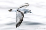 Fairy prion | Tītī wainui. Adult in flight, dorsal. The Petrel Station pelagic offshore from Tutukaka, August 2022. Image © Scott Brooks, www.thepetrelstation.nz by Scott Brooks.