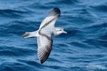 Fairy prion | Tītī wainui. In flight showing upperwing. The Petrel Station pelagic offshore from Tutukaka, April 2024. Image © Scott Brooks, www.thepetrelstation.nz by Scott Brooks.