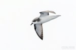 Pycroft's petrel. Adult in flight, ventral. The Petrel Station pelagic offshore from Tutukaka, December 2023. Image © Scott Brooks, www.thepetrelstation.nz by Scott Brooks.