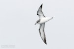 Cook's petrel | Tītī. Adult in flight, ventral. The Petrel Station pelagic offshore from Tutukaka, November 2023. Image © Scott Brooks, by Scott Brooks.