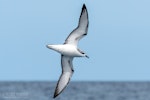 Cook's petrel | Tītī. Adult in flight, ventral. The Petrel Station pelagic offshore from Tutukaka, October 2023. Image © Scott Brooks, www.thepetrelstation.nz by Scott Brooks.