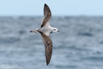 Cook's petrel | Tītī. Adult in flight, dorsal. The Petrel Station pelagic offshore from Tutukaka, October 2023. Image © Scott Brooks, www.thepetrelstation.nz by Scott Brooks.