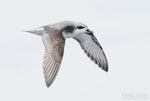 Cook's petrel | Tītī. Adult in flight. The Petrel Station pelagic offshore from Tutukaka, December 2023. Image © Scott Brooks, www.thepetrelstation.nz by Scott Brooks.