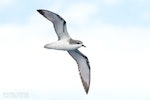 Cook's petrel | Tītī. Adult in flight, ventral. The Petrel Station pelagic offshore from Tutukaka, January 2024. Image © Scott Brooks, www.thepetrelstation.nz by Scott Brooks.